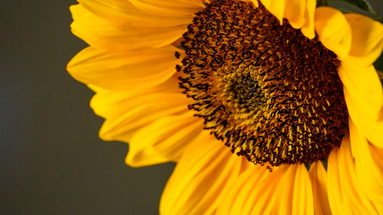Why Your Skin Needs Sunflower Seed Oil? - Vixxar Cosmetiques